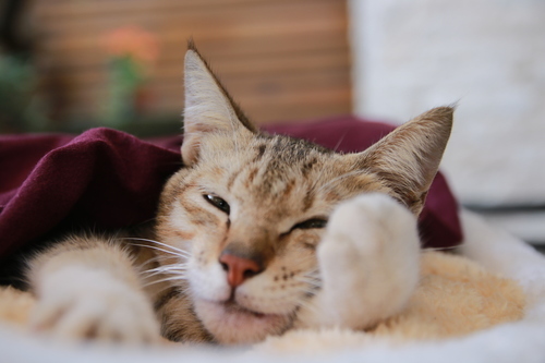 Vaccinera din katt
